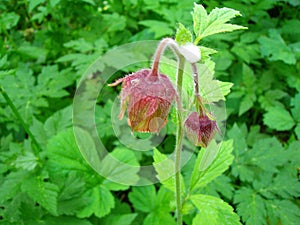 Geum rivale (Water Avens) - Blossom