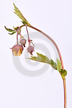 Geum rivale, Water Avens flower, Nodding Avens, on a white background.