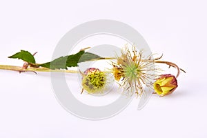 Geum rivale, Water Avens flower, Nodding Avens, on a white background