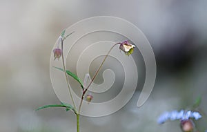 Geum rivale water avens, purple avens blooming