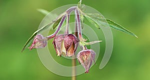 Geum rivale (water avens) photo