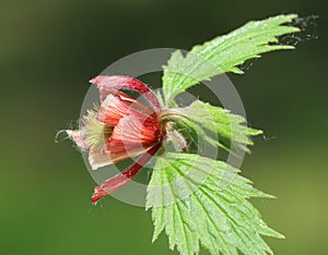 Geum rivale (water avens) photo