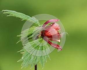 Geum rivale (water avens) photo
