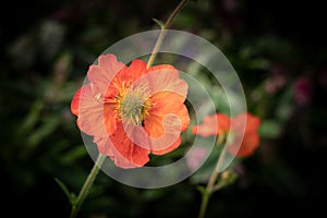 Geum - Scarlett Tempest Rosaceae