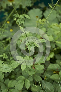 Geum urbanum close up