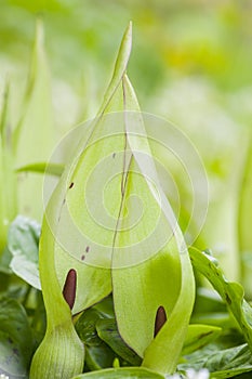Gevlekte aronskelk, Lords-and-Ladies, Arum maculatum