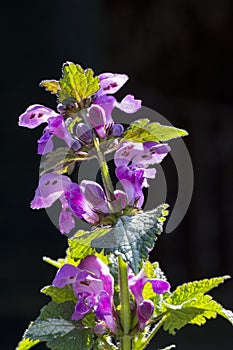 Gevlekte dovenetel, Lamium maculatum s.l