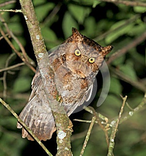 Gevlekte Dwergooruil, Mountain Scops-Owl, Otus spilocephalus