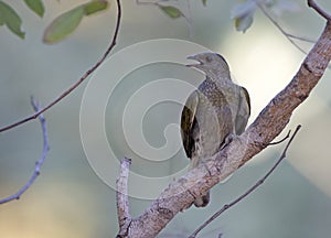 Gevlekte Honingspeurder, Spotted Honeyguide, Indicator maculatus