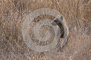 Gevlekte Hyena, Spotted Hyena, Crocuta crocuta