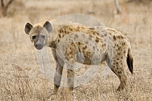 Gevlekte Hyena, Spotted Hyena, Crocuta crocuta