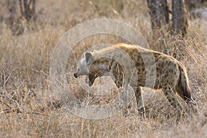 Gevlekte Hyena, Spotted Hyena, Crocuta crocuta