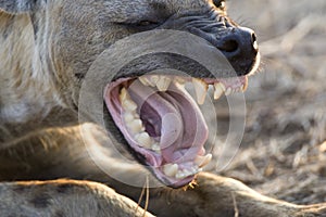 Gevlekte Hyena, Spotted Hyena, Crocuta crocuta