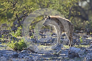 Gevlekte hyena, Spotted Hyena, Crocuta crocuta