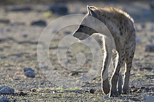 Gevlekte hyena, Spotted Hyena, Crocuta crocuta