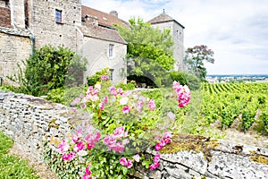 Gevrey-Chambertin Castle, Cote de Nuits, Burgundy, France photo