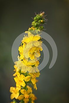 Gewone agrimonie Agrimonia eupatoria in the summer