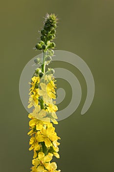 Gewone agrimonie Agrimonia eupatoria in the summer