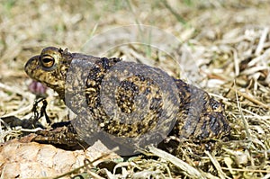 Gewone Pad, Common Toad, Bufo bufo
