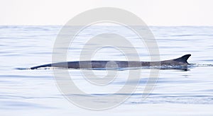 Gewone vinvis; Fin whale; Balaenoptera physalus