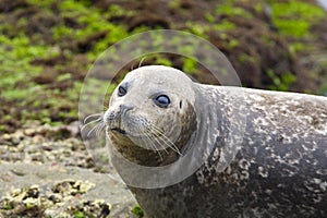 Gewone Zeehond, Harbor Seal, Phoca vitulina richardsi