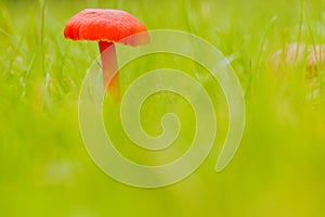 Gewoon vuurzwammetje, vermilion waxcap, Hygrocybe miniata