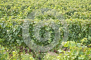 Gewurtztraminer White Wine Grapes #2