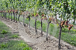 Gewurtztraminer White Wine Grapes on the Vine #2
