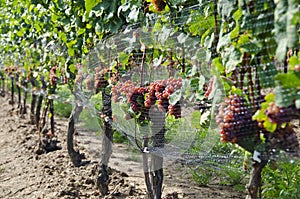 Gewurtztraminer White Wine Grapes on the Vine #3
