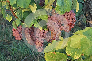 Gewurztraminer grapes