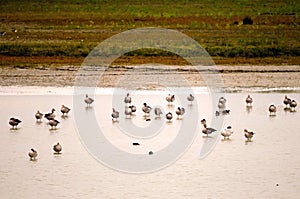 Geylag gooses photo