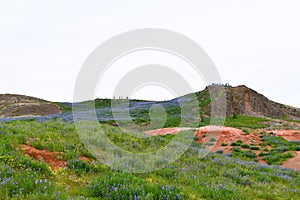 Geyser area and meadow of Iceland - north of Europe - Artic Circle