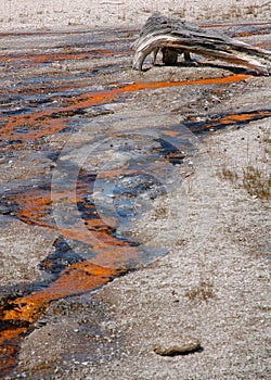 Geyser Runoff with dead tree photo