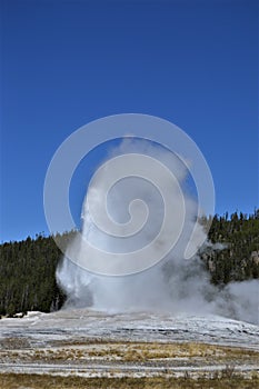 Geyser spews into the air with boiling water and steam