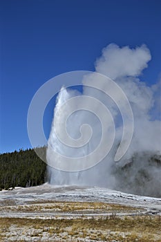Geyser spews into the air with boiling water and steam