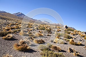 Geysers photo