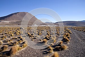 Geysers photo