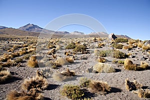 Geysers photo