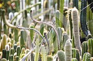 Ggroup of different cactus plants in botany garden