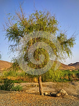 Ghaf (Mesquite Arabic tree) in a wadi, Muscat, Oman