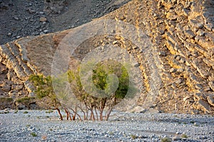 Ghaf Prosopis cineraria trees in Musandam mountains Oman