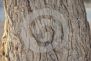 Ghaf tree trunk, Muscat, Oman