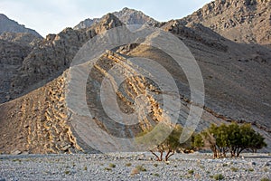 Ghaf trees in Musandam mountains Oman