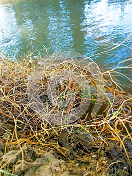 Ghaggar river dies river  in India