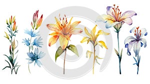 Ghanaian Floral Collection on a Clean White Background with Watercolor Effect .