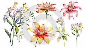 Ghanaian Floral Collection on a Clean White Background with Watercolor Effect .