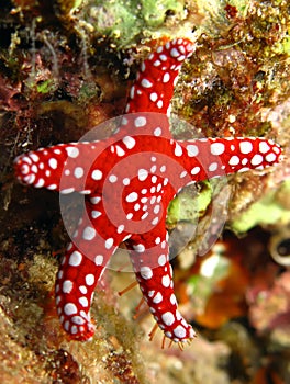 Ghardaqa sea sta