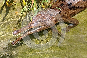 Gharial