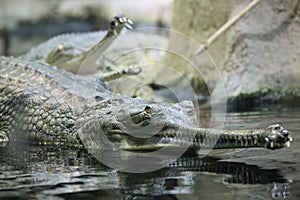 Gharial