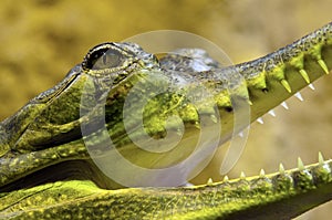 Gharial, also known as gavial